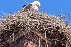 IMG_20260509_100227