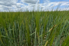 IMG_20260614_125943