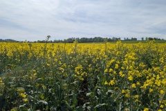 IMG_20260510_102936