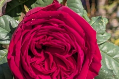 IMG_20261004_131842