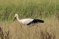 IMG_20260720_091143