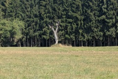 IMG_20260809_111350