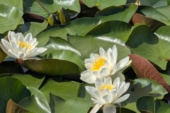 IMG_20260809_120710