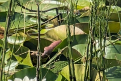 IMG_20260809_120927