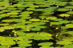 IMG_20260613_151102